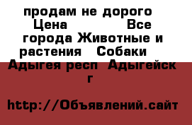 продам не дорого › Цена ­ 10 000 - Все города Животные и растения » Собаки   . Адыгея респ.,Адыгейск г.